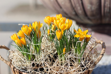 Yellow crocuses in a wicker basket made of natural vines against a concrete background in the park