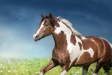 Pinto horse with long mane run gallop close up on green spring flowers meadow