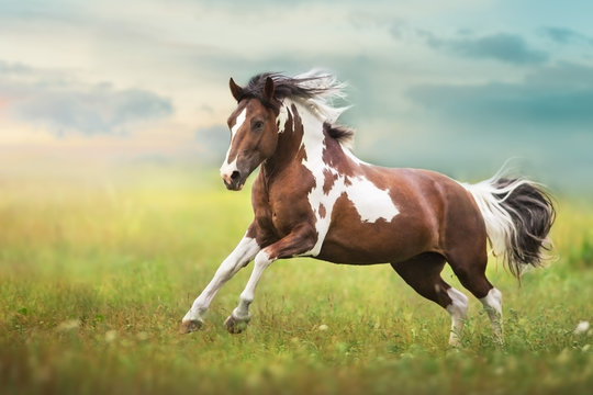 Pinto horse with long mane run gallop close up on green meadow