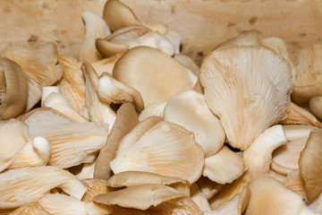 Mushrooms for sale. Local autumn produce