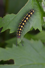 macro image of a colorful caterpillar on green leaf