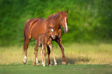 Naklejka na ściany i meble Red mare and foal grazing on spring green meadow