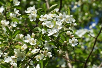Tree branches with white flowers of Malus baccata or Siberian crab apple, in the garden.