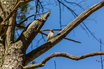 Bird. The northern flicker in spring. Natural scene from state park of Wisconsin.