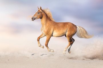 Obraz na płótnie Canvas Palomino horse free run in sandy dust