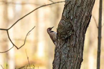 Fototapeta premium Bird. The northern flicker in spring. Natural scene from state park of Wisconsin.