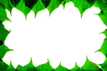 leaves around the edges on a white background. greenery around the perimeter of the frame. foliage framing
