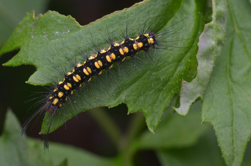 macro image of a colorful caterpillar on green leaf