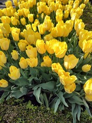 Tulipany w krolewskim ogrodzie