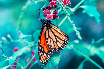 Closeup Malachite (siproeta stelenes) beautiful butterfly in a summer garden © blackdiamond67