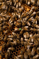 Markierte Bienenkönigin mit Drohne und Arbeitsbienen auf Waben einer Bienebeute mit Honigbienen