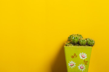 Cactus minimalist