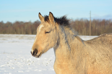 Obraz na płótnie Canvas Horse enjoying snowy and sunny winter day