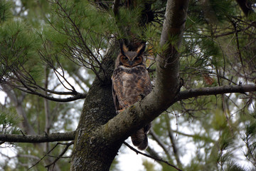 Great Horned Owl perched in a tree