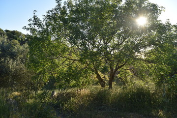 sun through trees