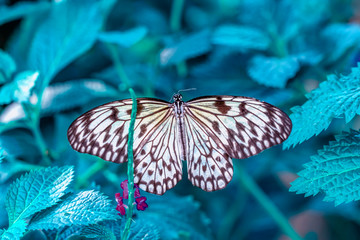 Closeup beautiful butterfly in a summer garden