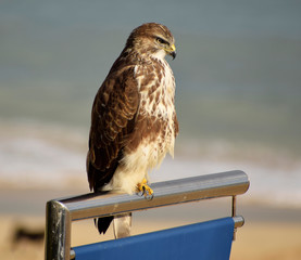Buzzard perched on a sign overlooking Porthminster Beach - St Ives, Cornwall