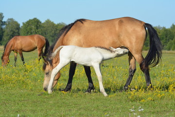 White horse foal eating on summer meadow