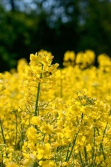 yellow rape field