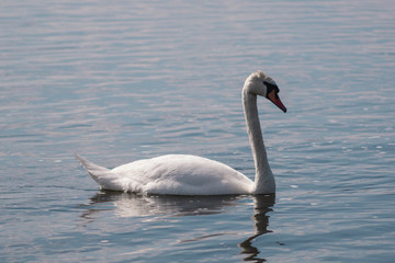 lonely white Swan, wild bird, Swan lake