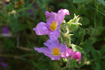 pink rock rose
