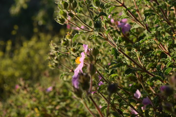 wildflower