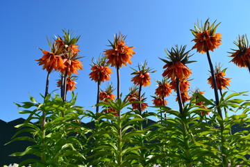Crown imperial flower in a flower field in Holland with a clear blue sky as background