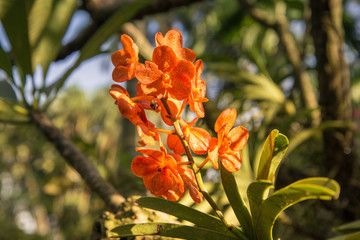Orange Orchids in the Garden