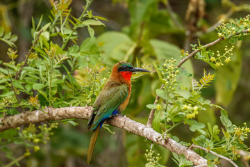 The red-throated bee-eater (Merops bulocki) sitting on a branch, Murchison Falls National Park, Uganda.