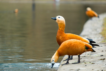 A pair of ruddy shelduck stands on the shore of a pond in the city during the day. Family of bright large birds. Behind a very blurry background is water. Copy space.	