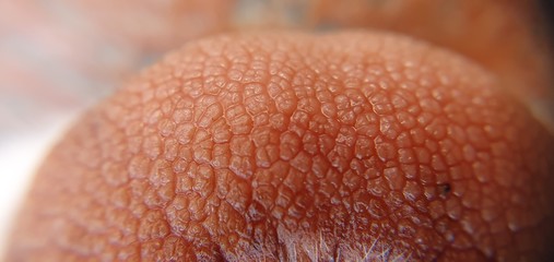 Fototapeta premium close up of a human hand
