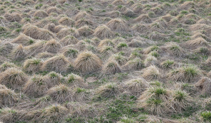 Tussock Grass (Deschampsia caespitosa), Weed, spear grass in alpine pastures on springtime