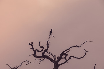 bird on the tree