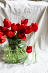 Glass vase with beautiful red tulips on white background