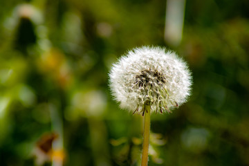 Pusteblume