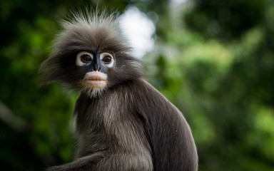Portrait of Dusky Monkey looking to the left