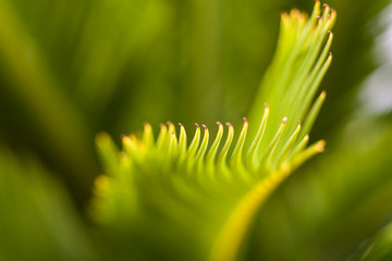 detail of cyca aciculated leaves