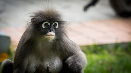 Portrait of Dusky Monkey looking to the left