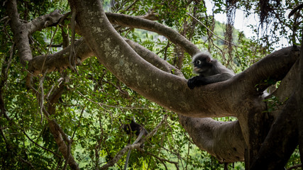 Dusky Monkey siting in a tree with tails hanging down