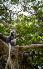 Dusky Monkey siting in a tree with tails hanging down