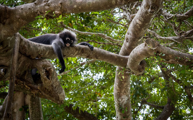 Dusky Monkey siting in a tree with tails hanging down