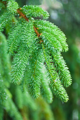 green spruce tree needles on branch in early summer