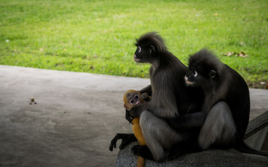Obraz premium Two Dusky Monkeys sitting on sidewalk holding little orange baby