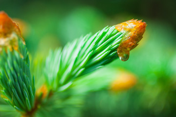 green spruce tree needles on branch in early summer