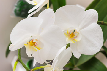 flowers orchids