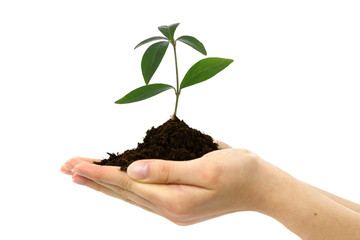 Organic new life concept - female hands holding young plant of  Periwinkle with soil on white...