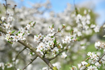 Close up view of blooming tree branch with white flowers waiving on wind