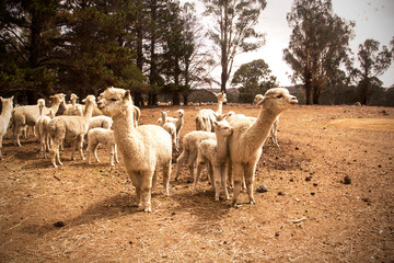 Herd of alpacas on a dry australian farm.