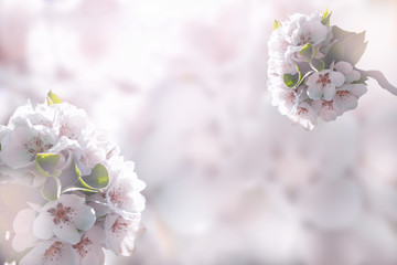 Beautiful pink and white cherry flowers on a soft blurred light background. Floral background. For spring greeting cards with copy space.