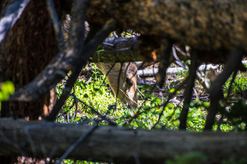 Deer in the forest
